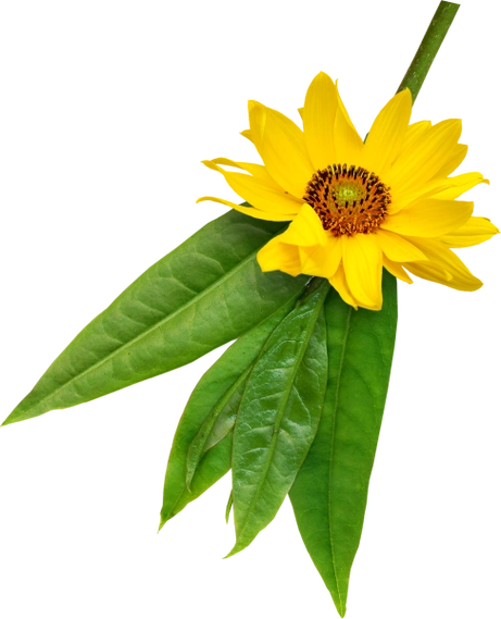 精美png免抠图素材