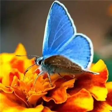 2023年最火的花头像(2021年最火的微信头像花)_菠萝园