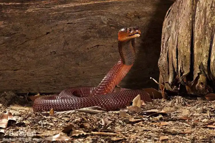 美丽且致命的红颈射毒眼镜蛇你了解吗