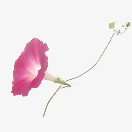 一株粉色的牵牛花免抠素材