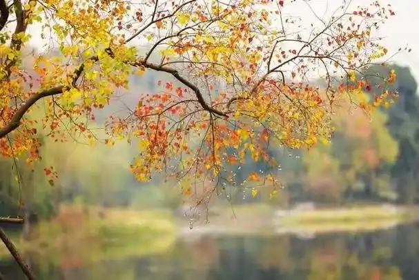 秋天绝美的梧桐树,陪伴我们共度好时光