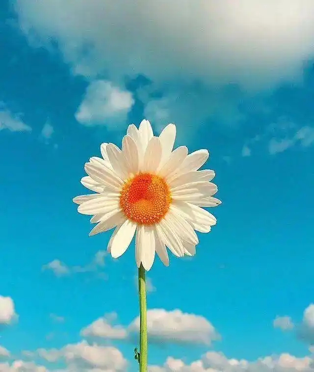 追求自己的梦想说说说说简单气质一句话