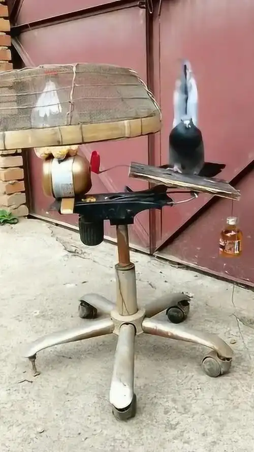 抓鸽子神器,不需要人为监控,全程自动抓鸟!