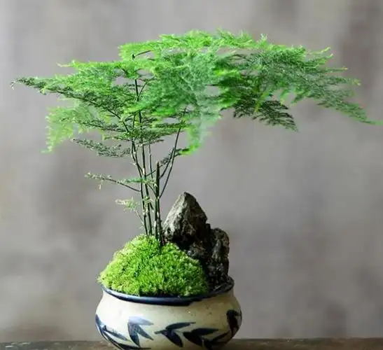 文竹与云竹的区别在哪?看这3个地方,轻松识别