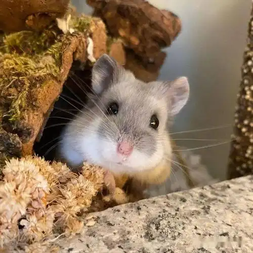 可爱弱小又无辜,这样的仓鼠好想拥有!