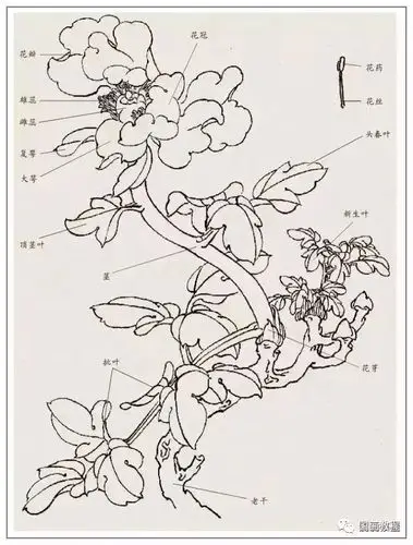 牡丹花画法学习