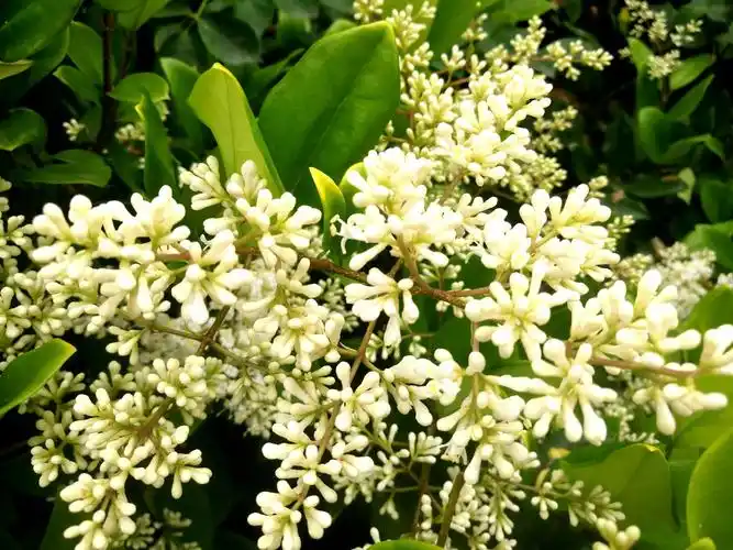 户外植物  冬青树开花