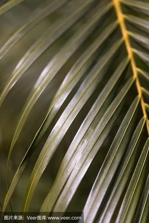 这是在巴拿马拍摄的羽状叶的特写,也被称为羽状棕榈叶.