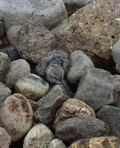 考眼力!据说视力好的人,才能找出这18张图中隐藏的动物!