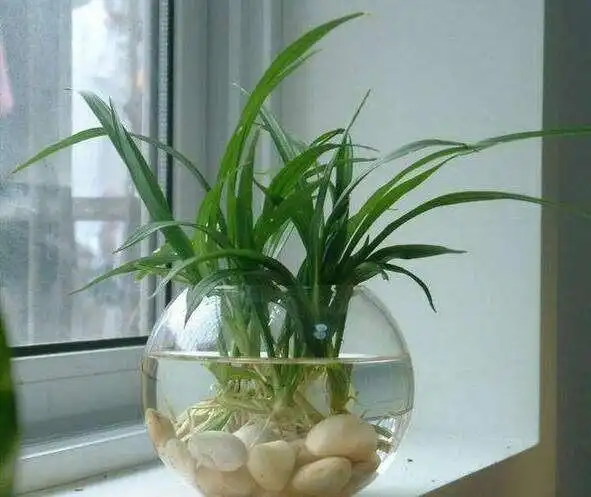 相比市面上的成品培养液更具有优势注意 1容器选择水培植物容器种类