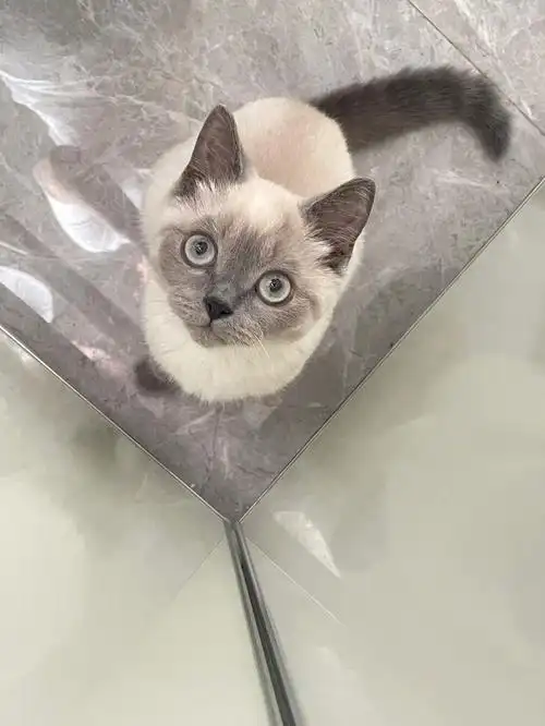 尴尬期的五个月重点色英短有多丑