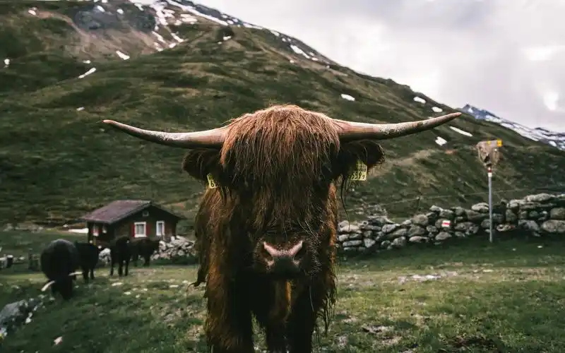 公牛前视图,角,湿 iphone 壁纸