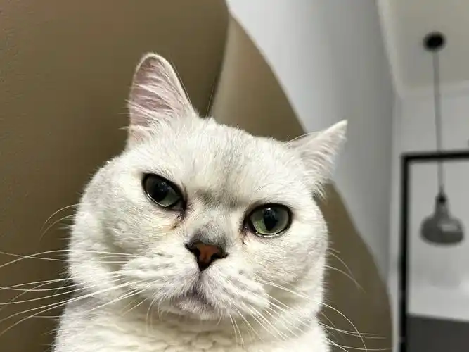 挑战最丑银渐层不服来战