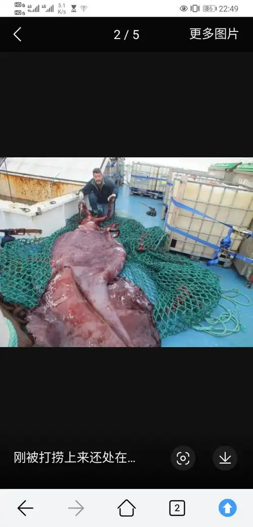 让大王酸浆鱿吓死了