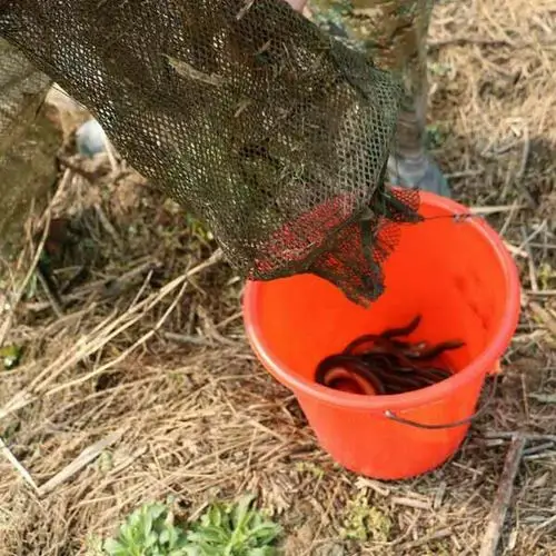 黄鳝多多的夏天来了!微信:wzl-clx