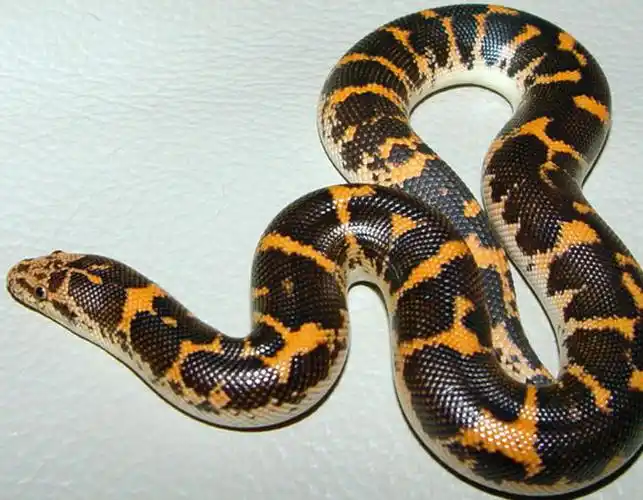 p>沙蟒是比较原始的小型到中等大小的无毒蛇类,卵胎生,本属已知11种