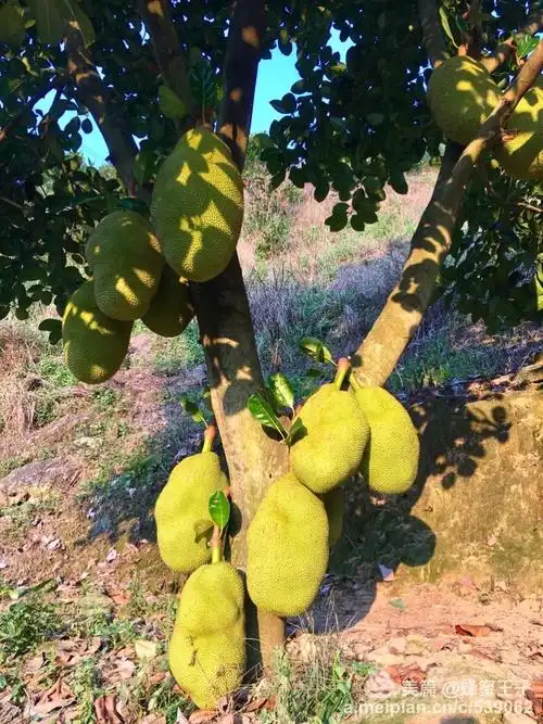 菠萝蜜甜蜜蜜,探访云浮最具规模的树菠萝果园!