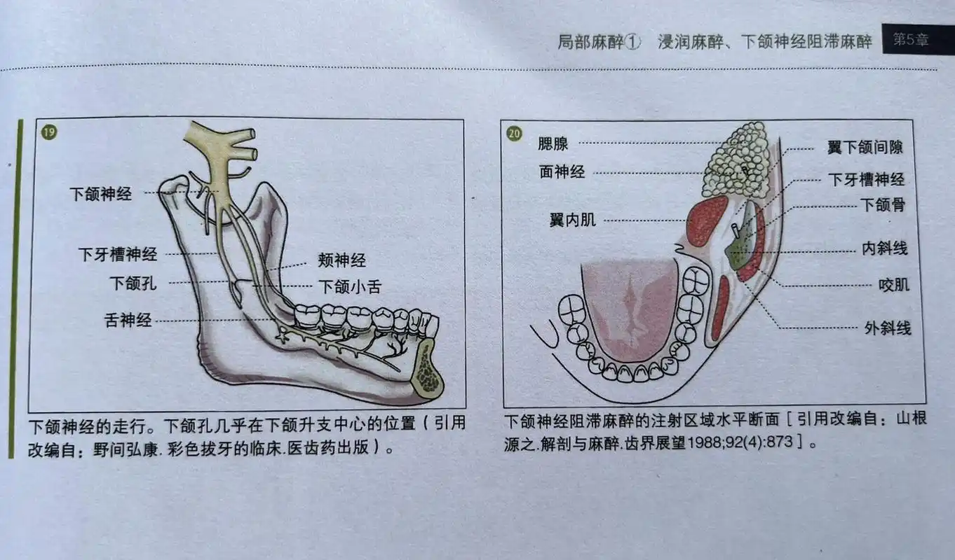 下颌神经的走形