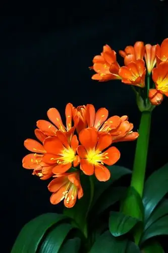 名贵之花君子兰,正在开放真好看!十大名花之一.