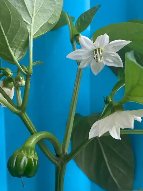 家里阳台种的辣椒开花了,您见过辣椒花么?