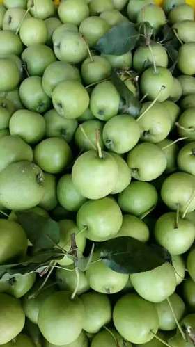 广西特产新鲜山楂水果青皮山楂果似野山梨现摘现发3510斤装中小果3斤