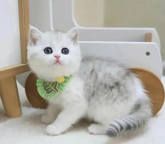 银白  #英短银白  #起司猫  #起司