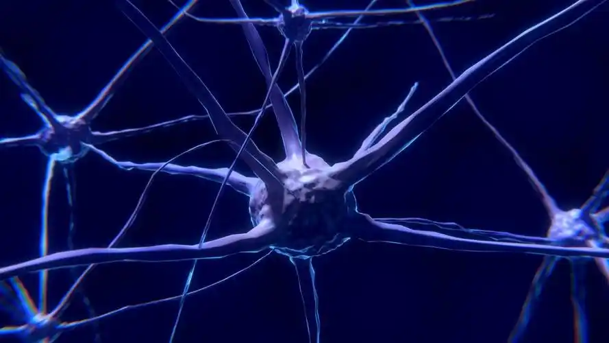 neurons and nerve cells are tonified with acupuncture.
