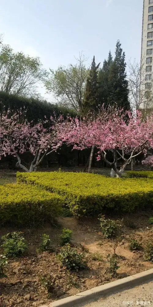 "燕郊公园"局部春景实拍一