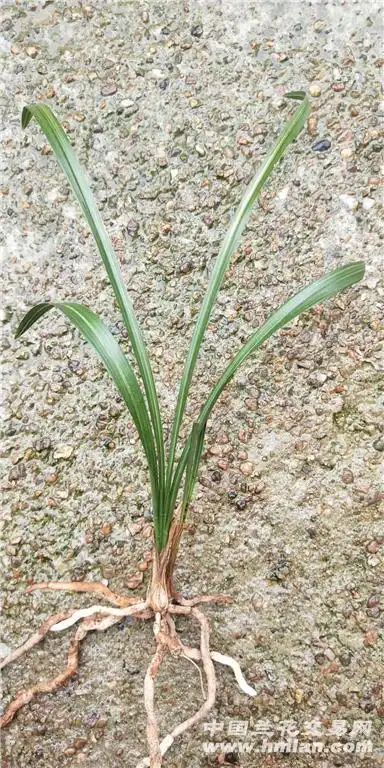 新下山春兰散斑丝 - 中国兰花交易网