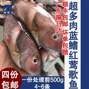潮汕海捕深海蓝鳍红鹦哥莺歌鹦鹉鱼马头鱼隆头鱼皮刀鱼蓝猪齿鱼