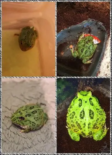 请看看这样的环境饲养薄荷蓝可以吗