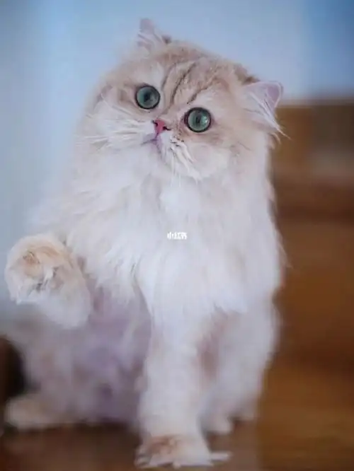 长毛紫金渐层公猫借配