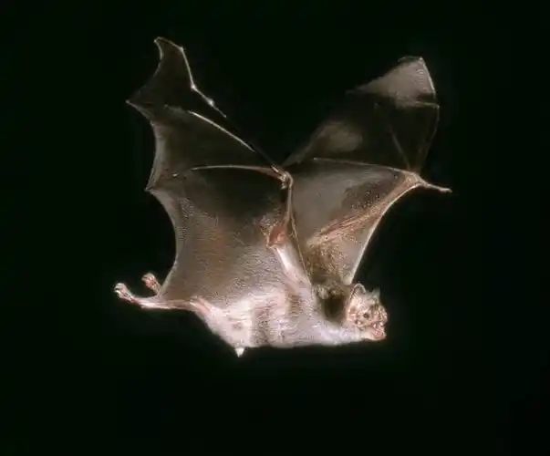 玉米熊信箱---说说我的邻居蝙蝠大便的事儿| 玉米熊小报no.946_人类