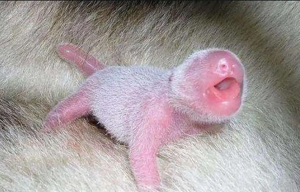 你见过刚出生不久的熊猫吗