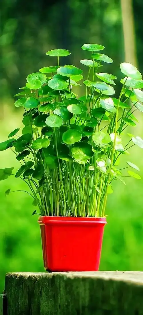 护眼手机壁纸图片大全_绿色护眼手机壁纸大全-rfid信息网