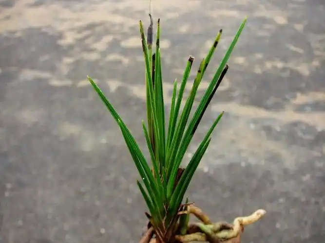 下山蕙兰龙根高档细叶扇形奇叶