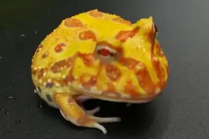 黄金角蛙是有毒的吗