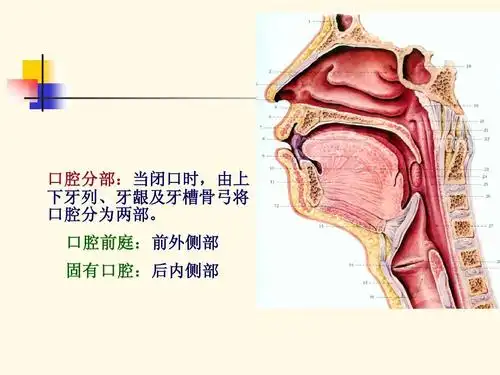 口腔局部解剖ppt
