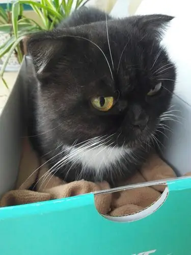 黑色折耳猫免费领养