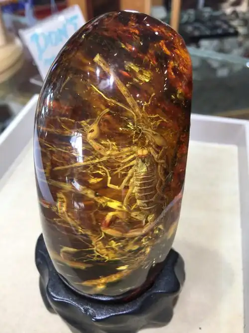 一块店家不买的琥珀,里面有一只完整的蝎子