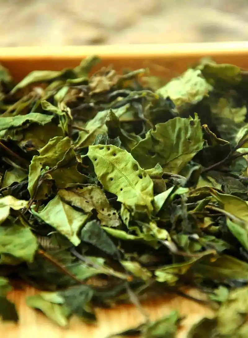 这款贡眉征集个名字,采纳者送一份这款茶.2021年,野生老树 - 抖音