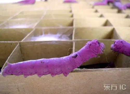 苏州吴江成功育出彩色"蚕宝宝"(组图)