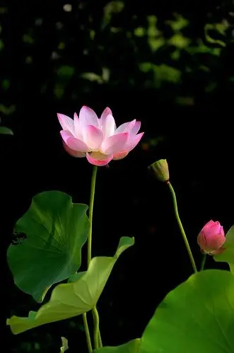 杨府山公园荷花展查看大图曝光:1/1250 sec光圈:f3.