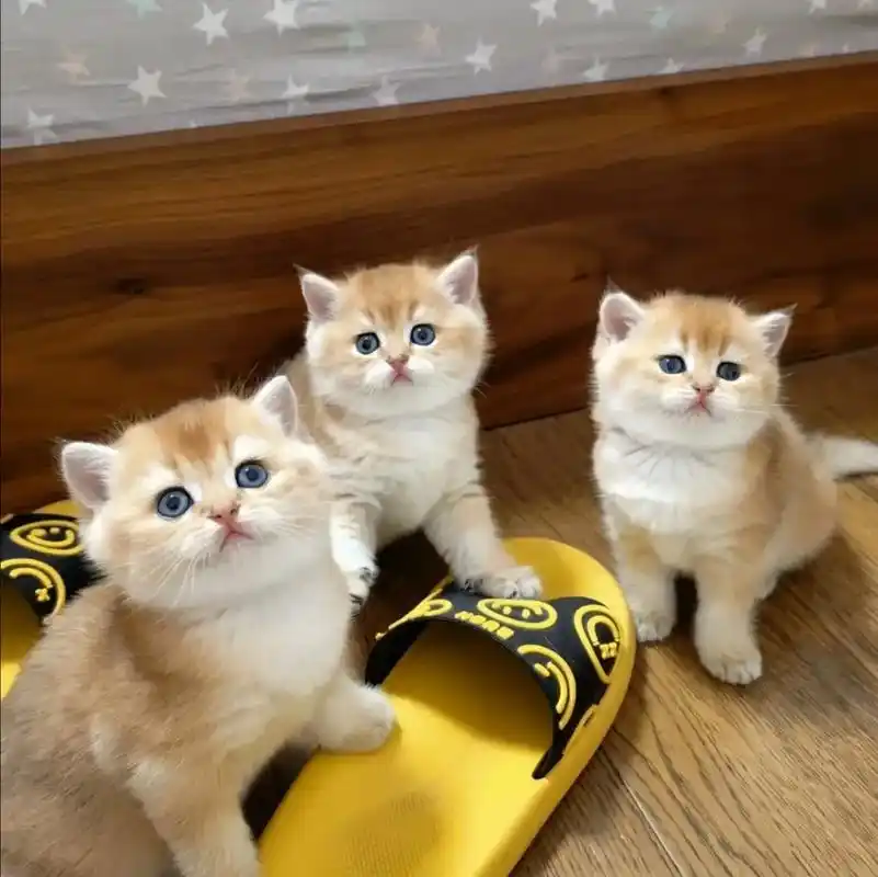 金渐层纯种短毛ny12金渐层ny11金渐 - 抖音