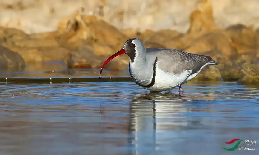 黑猫鱼老师作品---荣获4月15日每日精华