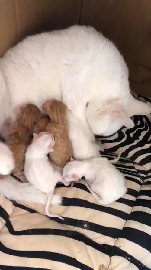 附图:家里白白刚生的六只小猫,三只小白随妈,三只狮子橘随爸,知道您
