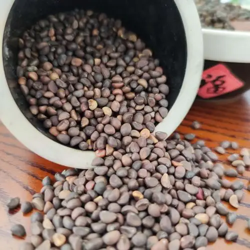 批发20年新种泰国柳叶空心菜蕹菜种子蔬菜种子无土栽培芽苗菜种子