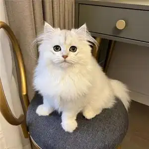 纯种金吉拉猫矮脚纯白拿破仑曼基康长毛猫咪活物cfa认证血统猫舍