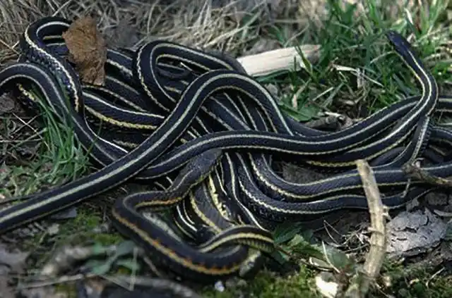 小叔吃了条长角的蛇第二天额头长了个角里面钻出无数小蛇