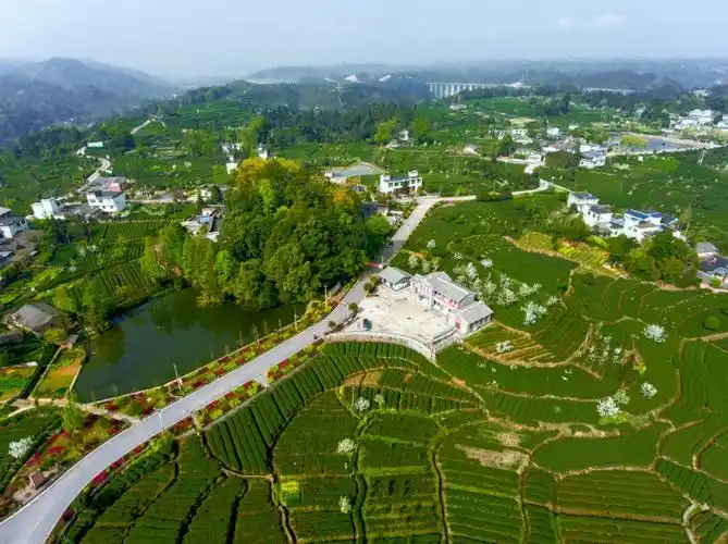 百县百茶百人雅安市名山区蒙顶山茶钟国林